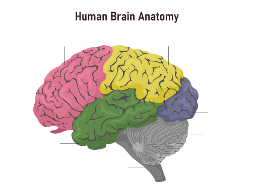 Human Brain Anatomy